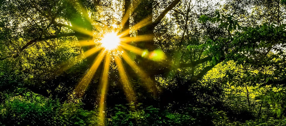 Sonne scheint durch den Wald Lichtblick Schuldnerberatung Könnern